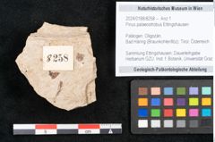Foto (Objekt + Etikett) von Pinus palaeostrobus Ettingshausen (NHMW-GEO-2024-0188-8258)